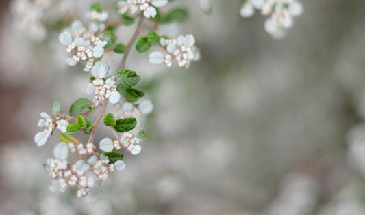 florals choosing model of care pregnancy birth beyond