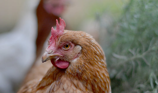 Happy worms, happy Earth - tips for permaculture and composting.